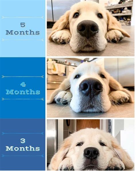 14 Funny Pictures Of Golden Retrievers To Make You Laugh Petpress