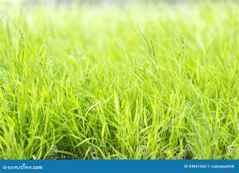 Long Blades Of Grass Stock Photo Image Of Sunlight Season 84661660