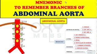 Mnemonic Branches Of Abdominal Aorta Doovi