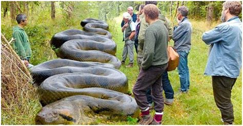 Terrifying Encounter Villagers Flee In Fear As Giant Python Is