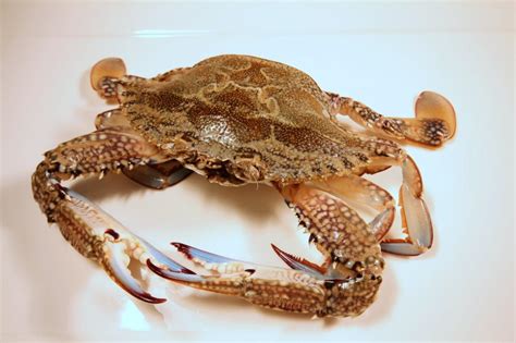 This blue crab catch and cook shows you how to catch blue crabs in. Blue swimmer Crab