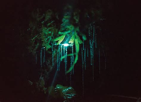 How Does A Glowworm Glow New Zealand Geographic
