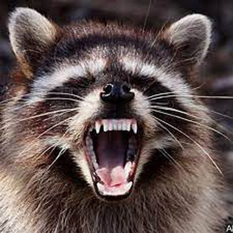 Rabid Raccoon Found On Tar River Greenway In Greenville