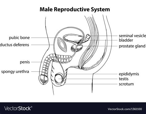 Male Reproductive System Royalty Free Vector Image