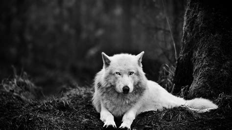 Wolf Wolf Animals Monochrome Hd Wallpaper Wallpaper Flare