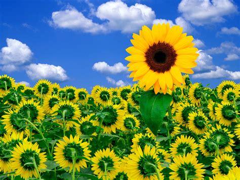 A Little Sunshine to Brighten Your Day Wallpapers | Wallpapers HD
