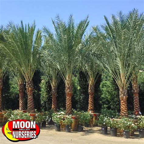 Sylvester Date Palm Palm Tree Moon Valley Nurseries