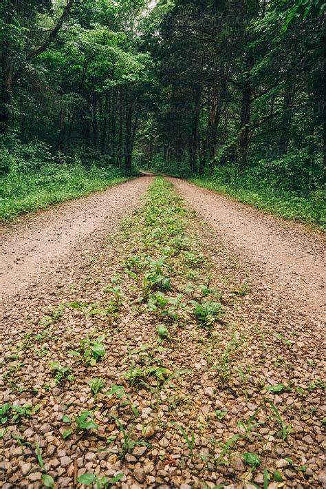 Dirt Road In A Forest By Stocksy Contributor Adam Nixon Stocksy