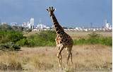 Nairobi National Park Safari Tour