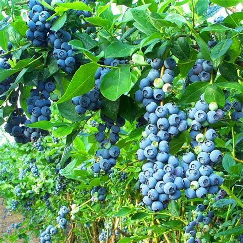 9cm Blueberry Bluecrop Plant Potted Grow Your Own Bushes