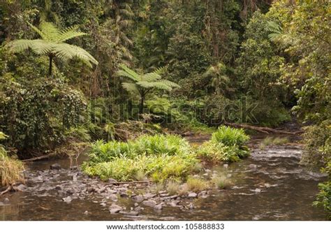 Henrietta Creek Near Innisfail North Queensland Stock Photo Edit Now