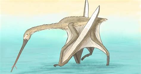 Newly Discovered Pterosaur Walked Along The Shore To Feed On Worms
