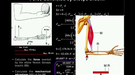 Biomechanics Torque Problem 1 Elbow Joint Biceps Force Mech Adv