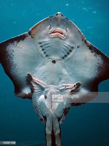 Stingray Photos And Premium High Res Pictures Getty Images