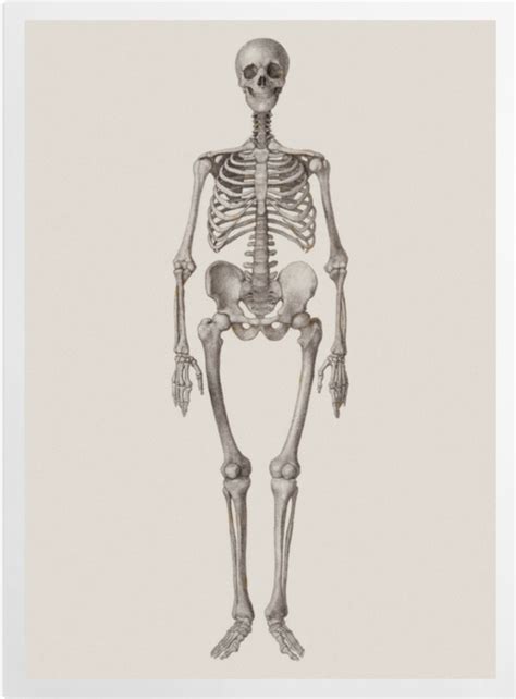 Human Skeleton Frontal View Art Prints Surface View