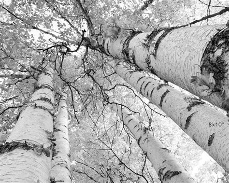 Birch Trees Canopy Print Door County Photo Art Black And Etsy Art