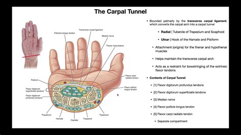 Carpal Tunnel Anatomy Images View 11 Get Carpal Tunnel Syndrome