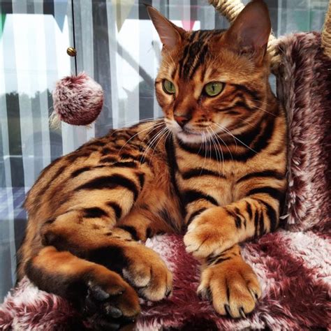 This Striped And Spotted Cats Fur Is Mesmerizing The Internet Huffpost
