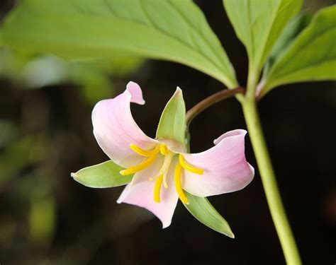 25 Of The Most Beautiful Wildflowers In Georgia By R Philip Bouchard