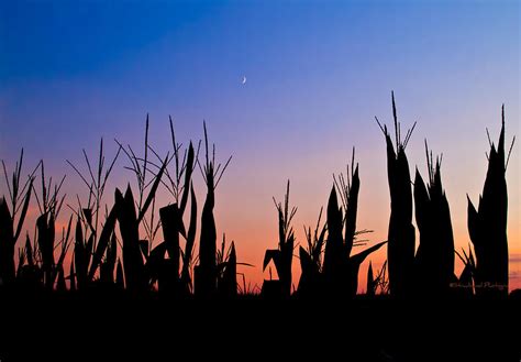 Sunset Over The Cornfield Photograph By Straublund Photography Pixels