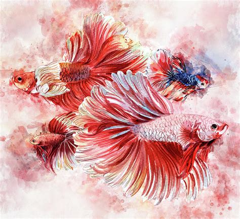 Betta Fish Watercolor 5 Digital Art By Abilio Fernandez