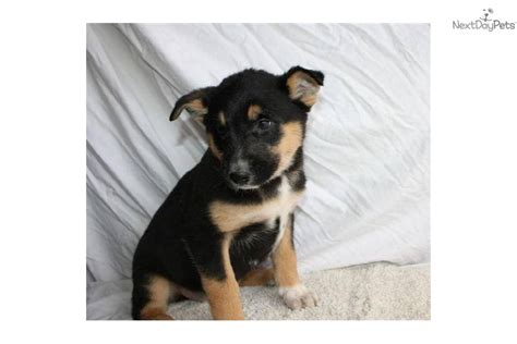 Mixedother Puppy For Sale Near Lancaster Pennsylvania