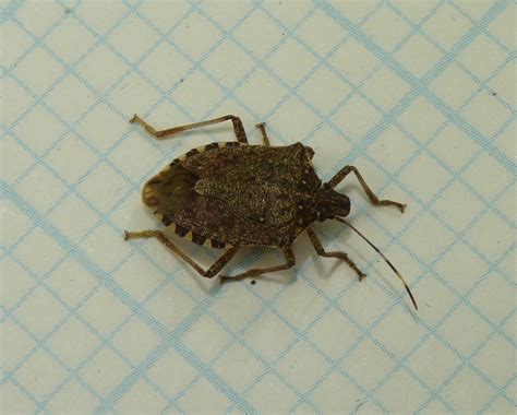 Some bugs are good for plants. Stink Bug Control: How To Get Rid Of Stink Bugs