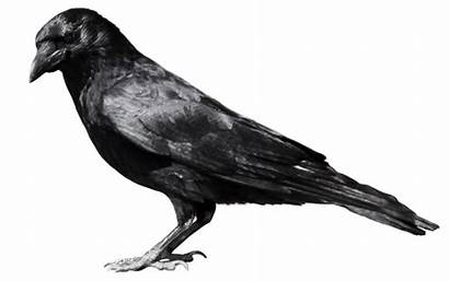 Crow Flying Raven Clipart Deviantart Birds Feathers