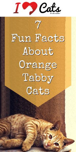 7 Fun Facts About Orange Tabby Cats Tabby Cat Orange Tabby Cats