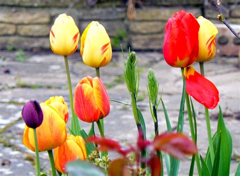 Gambar Tulip Menanam Bunga Tulp Tanaman Berbunga Musim Semi Bunga Liar Daun Bunga