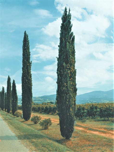 Italian Cypress Tree Tall And Slender Evergreen Tree 2 5 Qt