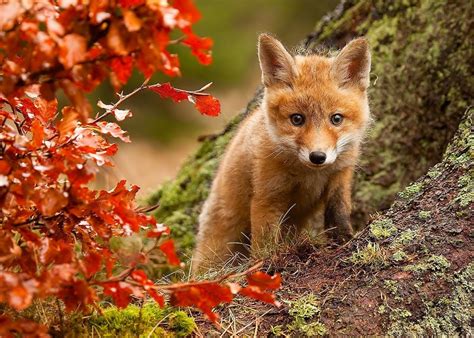 7 Most Beautiful Foxes Hubpages