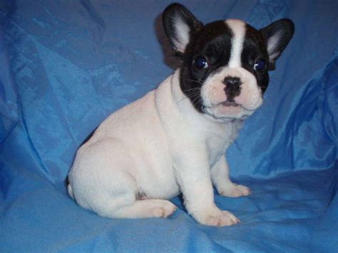 French bulldog shelters and rescues in wisconsin. Akc French Bulldog Puppies FOR SALE ADOPTION from Appleton WI Wisconsin @ Adpost.com Classifieds ...