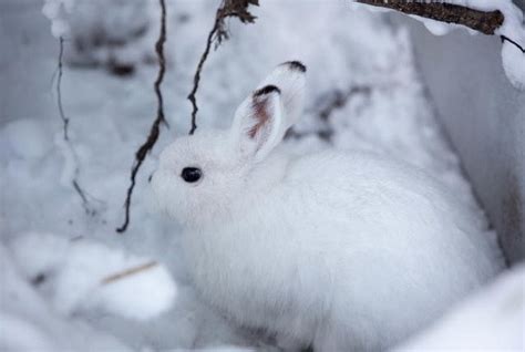 6 Hokkaido Animals That Hide In Snow Tokyo Otaku Mode News