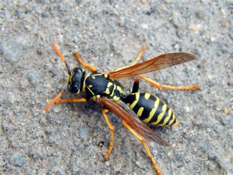 Wasp Hornet Or Yellow Jacket Hot Sex Picture