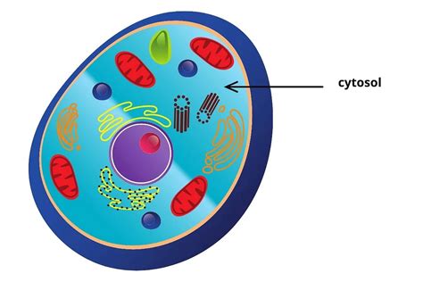 Difference Between Cytosol And Cytoplasm An Overview