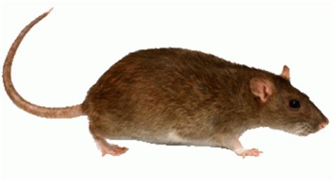 Rat Sticker Rat Gif
