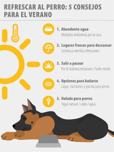 Trucos ideales para refrescar a un perro en días calurosos