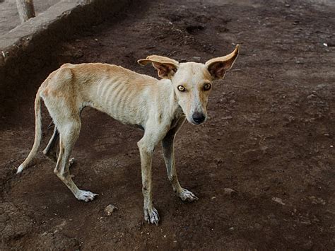 Starving Dog Stock Photos Pictures And Royalty Free Images Istock