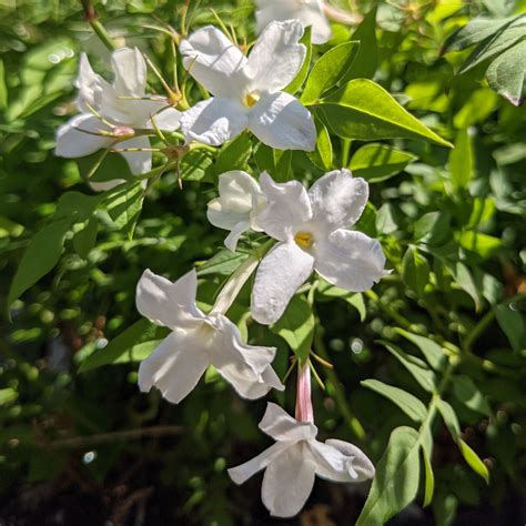 Common Jasmine Plant