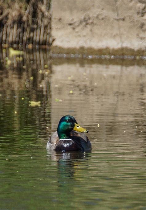 Free Images Nature River Wildlife Reflection Fauna Duck