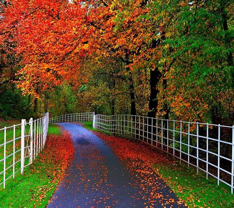Autumn Leaves Road Bonito Cute Look Nice Hd Wallpaper Peakpx