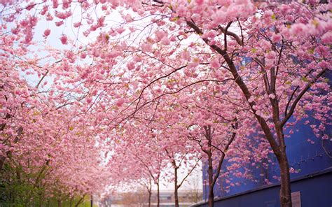Cherry Blossom Flowers Tree Pink Hd Wallpaper Nature And