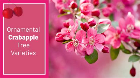 Different Types Of Flowering Ornamental Crabapple Tree Varieties