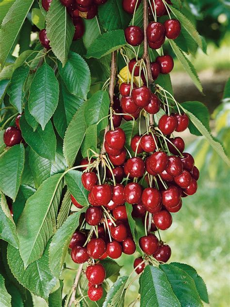 Bing Sweet Cherry Tree Bare Root For Sale Gardeners Com