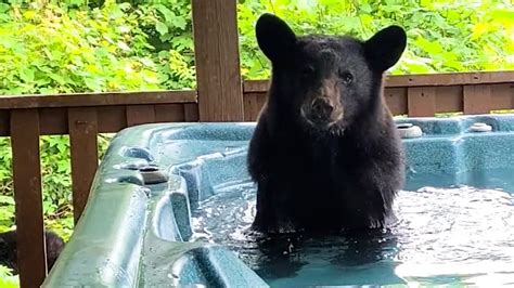 Bear Relaxes In Hot Tub