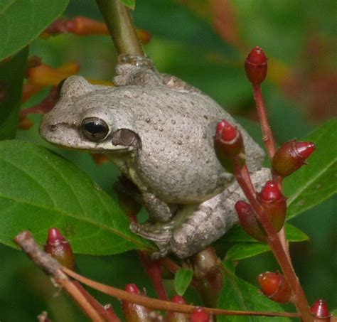 This Is The Cuban Tree Frog It Is An Invasive Species In Florida It