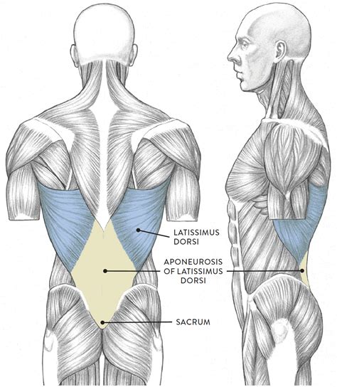 Posterior Muscles Of Torso Human Anatomy For The Arti