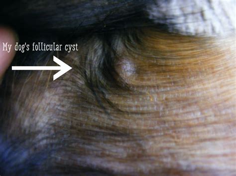Understanding Sebaceous Cysts In Dogs Pethelpful