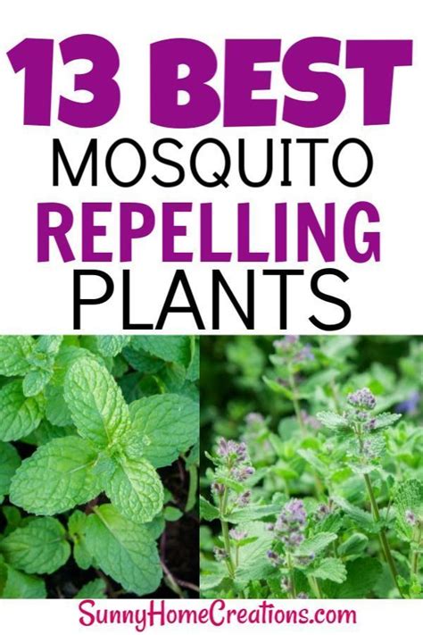 13 Best Mosquito Repellant Plants | Mosquito repelling plants, Garden ...